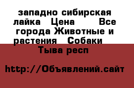 западно сибирская лайка › Цена ­ 0 - Все города Животные и растения » Собаки   . Тыва респ.